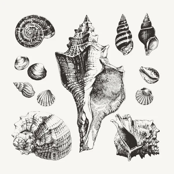 Tinta dibujada conchas marinas y caracoles — Vector de stock