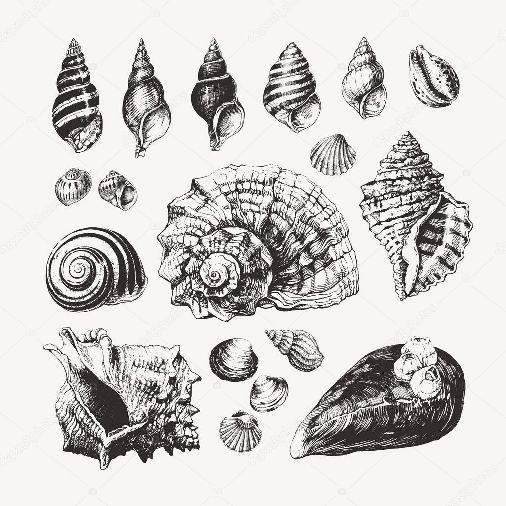 Ink drawn seashells and snails