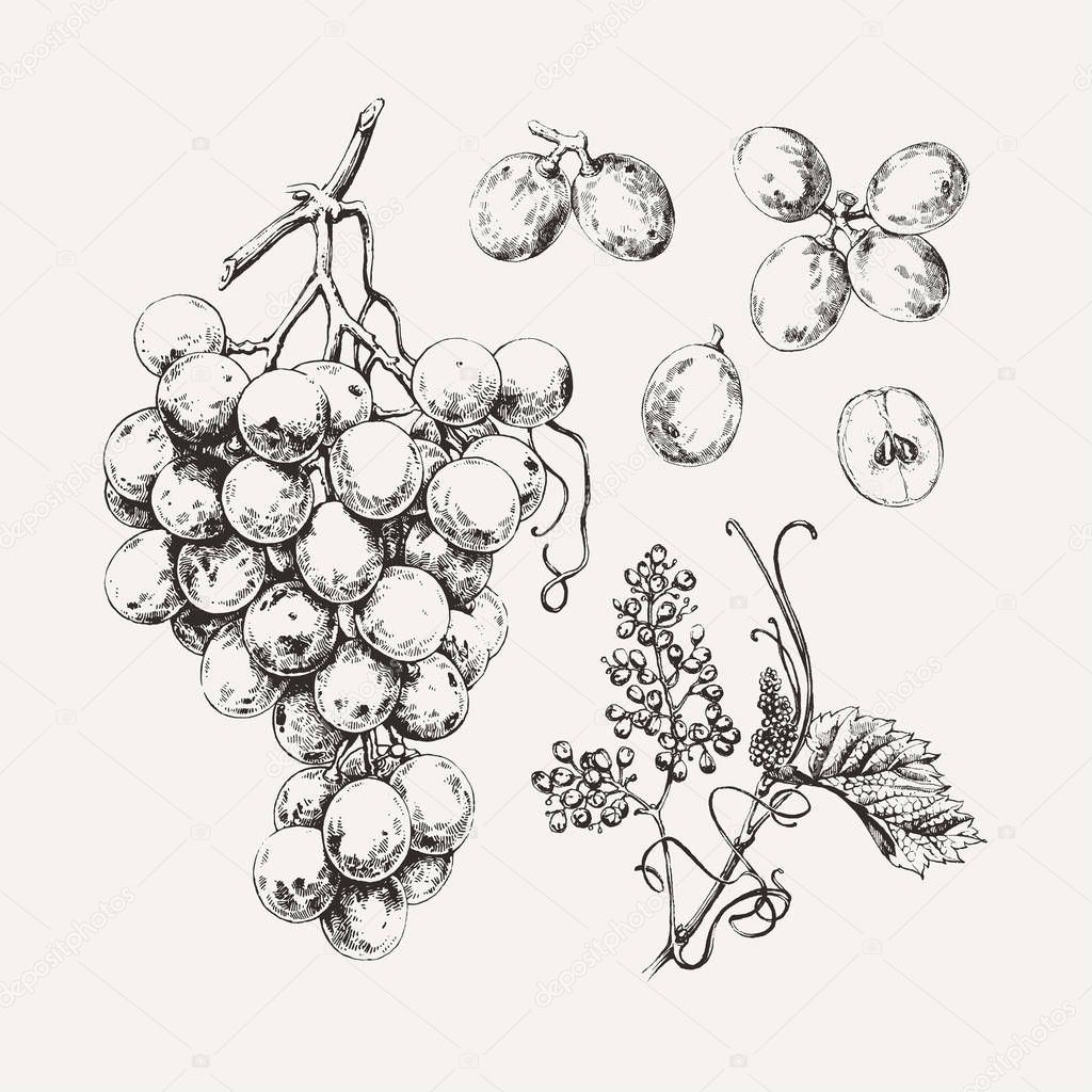 Ink drawn grape