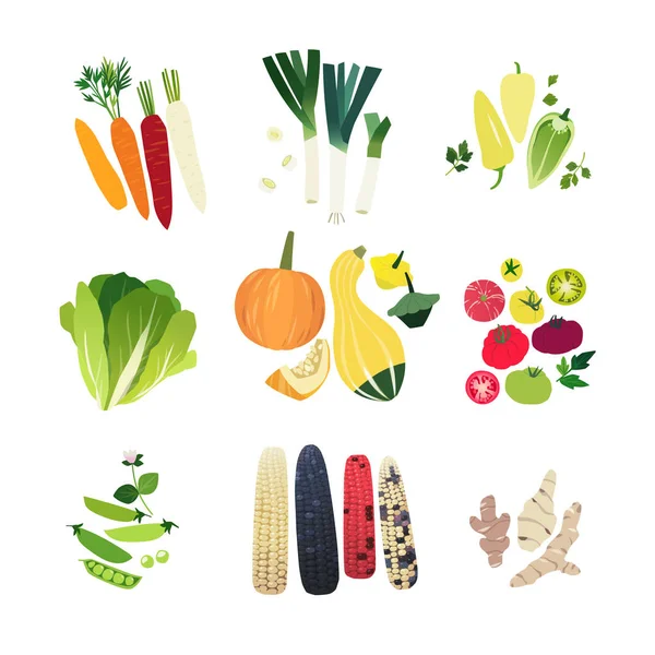 Clip art ensemble de légumes avec carotte, oignon poireau, poivre doux hongrois, laitue romaine, diverses courges, tomate, pois vert, tiges de maïs et topinambour — Image vectorielle