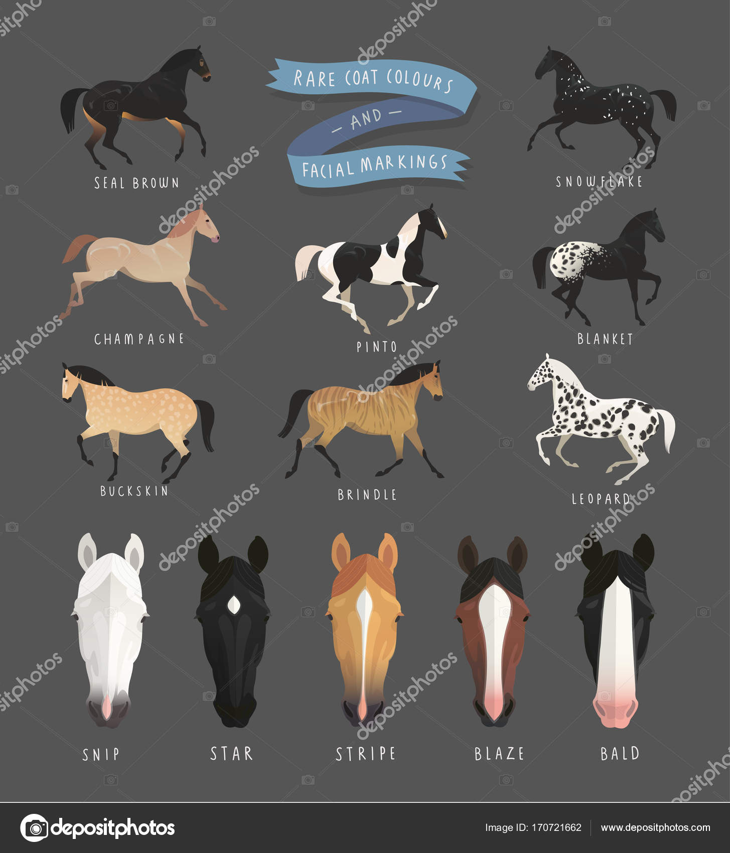 Horse Face Markings Chart