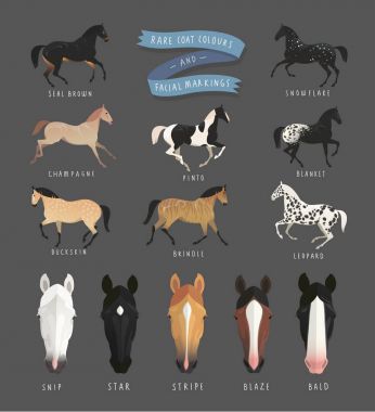 Nadir at ceket renkler ve yüz işaretleri