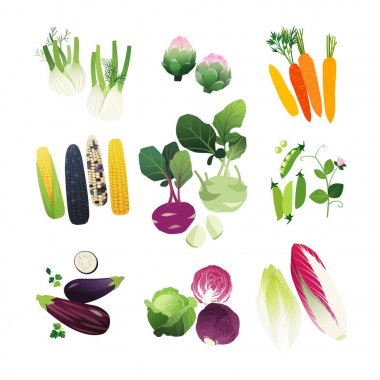Clip art vegetables set with fennel, artichoke, carrot, corn stalks, kohlrabi, peas, eggplant, cabbage and endive lettuce clipart