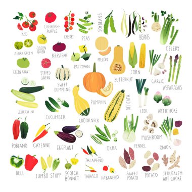 Domates, biber, squashes ve diğer sebze çeşitli tür büyük klip sanat koleksiyonu