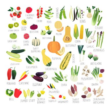 Big clip art collection with various kind of tomatoes, peppers, squashes and other vegetables clipart