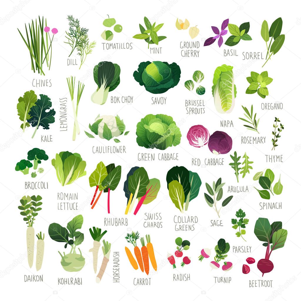 Big clip art collection with various kind of vegetables and common culinary herbs