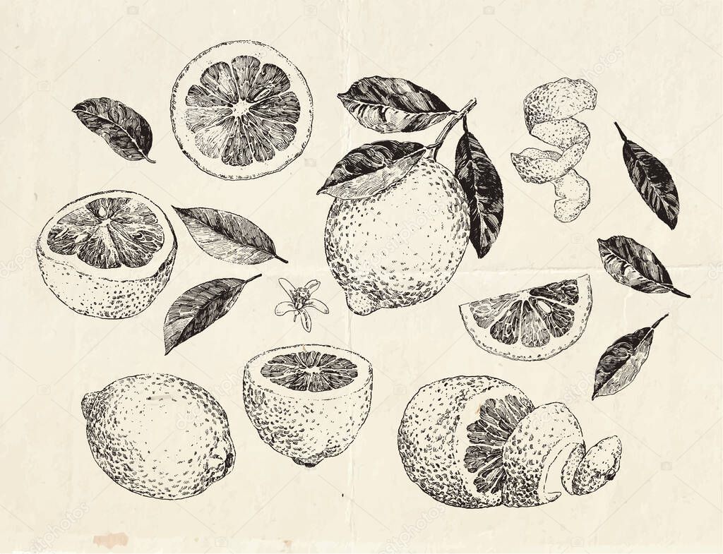 Hand drawn lemon fruit, sliced and peeled lemon, vintage illustration