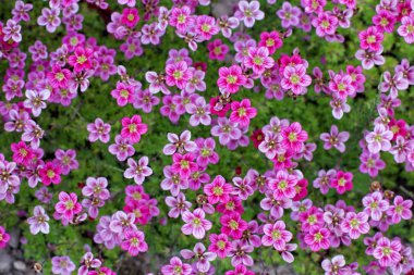 Küçük pembe çiçekler Saxifraga