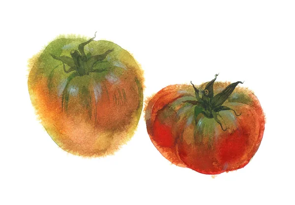 Акварельне зображення двох стиглих помідорів. Ізольовані на білому — стокове фото