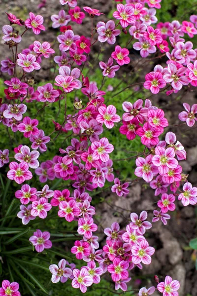 Little pink flowers Saxifraga — Stock Photo, Image