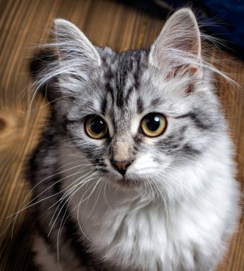 Kedi portre yakın çekim