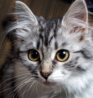 Kedi portre yakın çekim