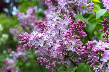Bahar leylağı çiçekli dal