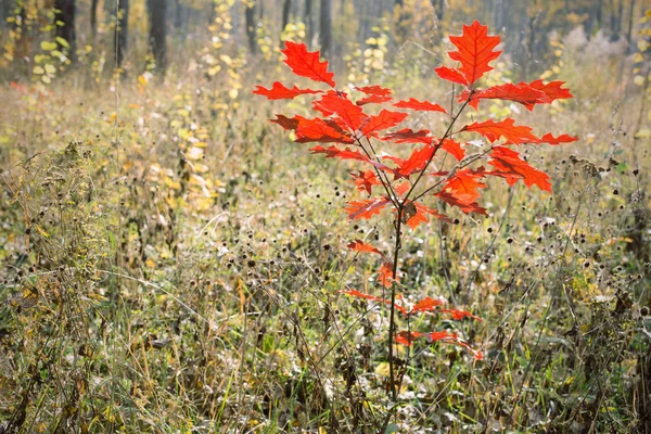 small oak tree with red leaves in autumn