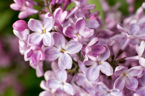 Branch with spring lilac flowers — Stock Photo, Image