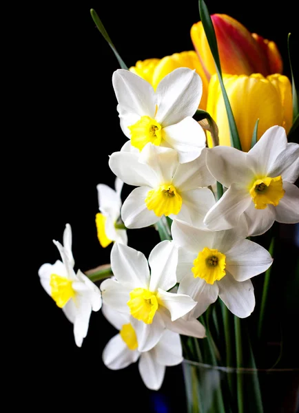White springtime daffodil flower — Stock Photo, Image