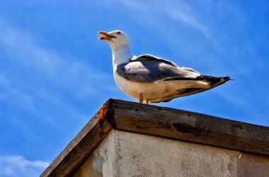 Mavi gökyüzü duvara oturan beyaz martı