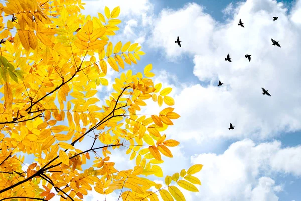 Aves voladoras y árbol — Foto de Stock