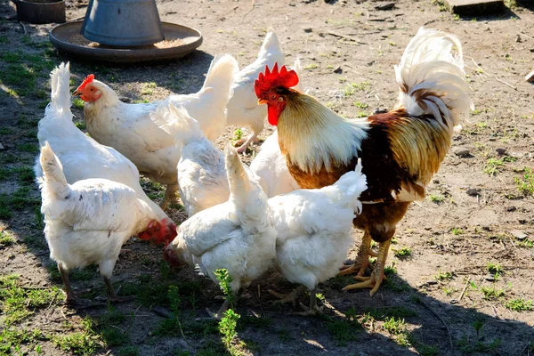 Eight chicken and rooster peck feed — Stock Photo, Image