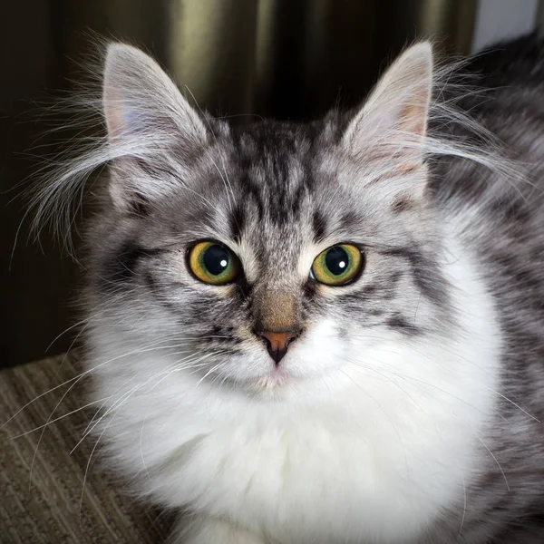 蓬松的灰猫 — 图库照片