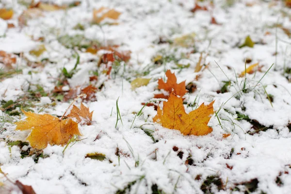 La prima neve sulle foglie d'autunno — Foto Stock
