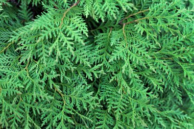 Thuya bahçede karışık yeşil dalları