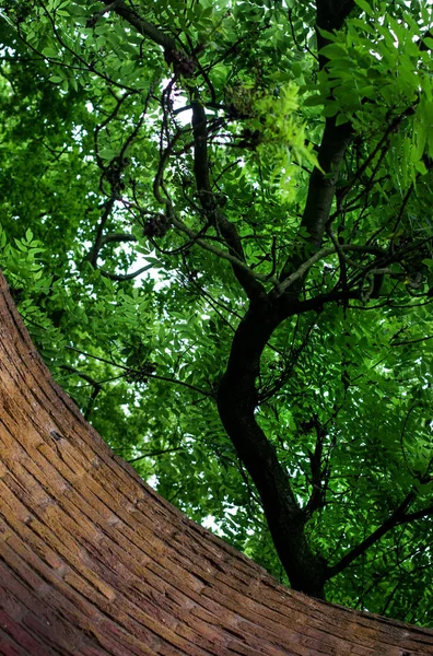 Parede de tijolo e ramos de uma árvore — Fotografia de Stock