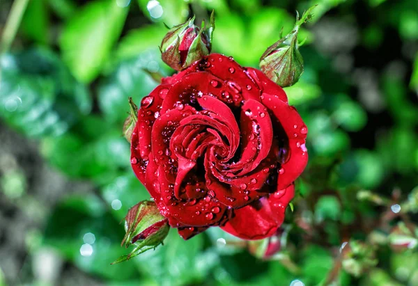 Rosa roja en gotas de rocío —  Fotos de Stock