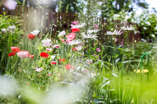 Маки і ромашки в літньому саду — стокове фото