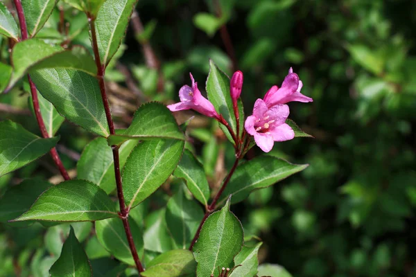 Rosa blommor på en bakgrund av gröna grenar — Stockfoto