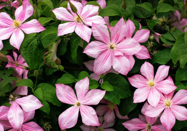 Blommande rosa klematis på en bakgrund av grönt bladverk — Stockfoto