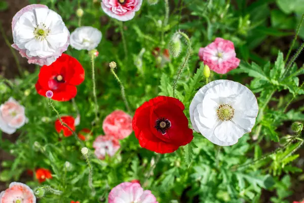 Blooming poppies in a summer garden against on a green grass — Stock Photo, Image