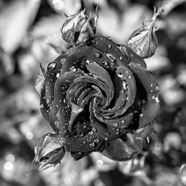 Černá a bílá růže květ Foto — Stock fotografie