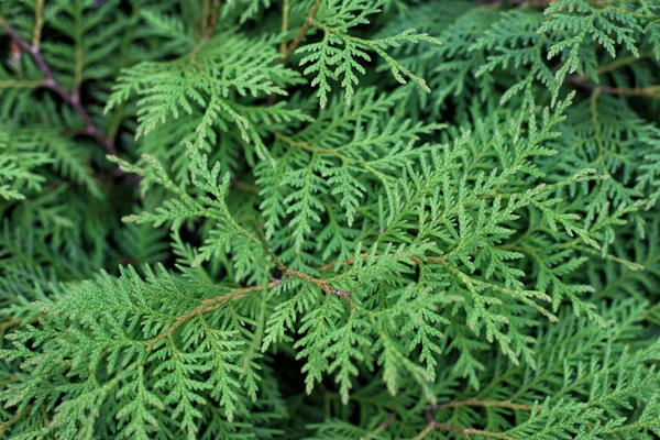 Ramas verdes enredadas de thuya en el jardín — Foto de Stock