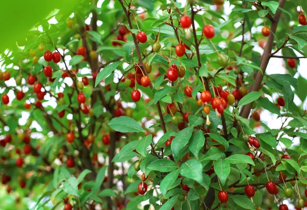 Berberis bush with red berries and green foliage — Stock Photo, Image