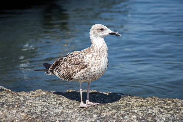 A gull is sitting on a rock near the sea — Stock Photo, Image