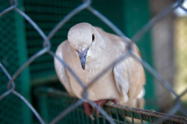 The white dove — Stock Photo, Image