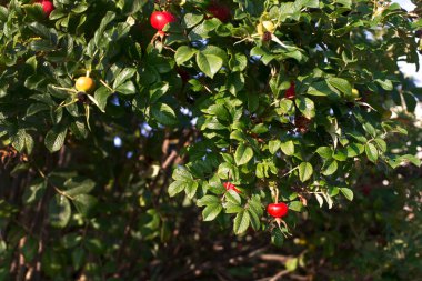Kırmızı ve sarı kalça
