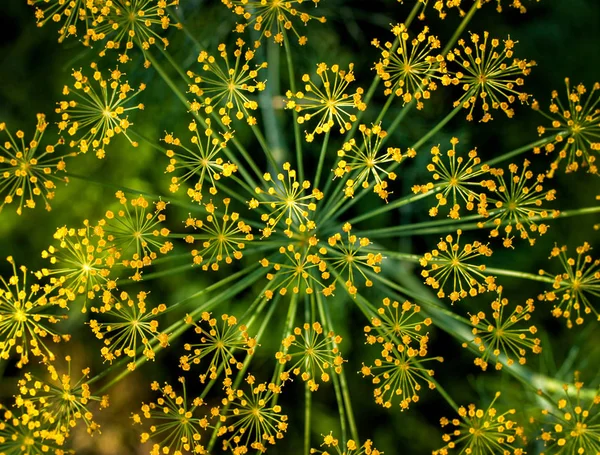 Big yellow dill flower — Stock Photo, Image