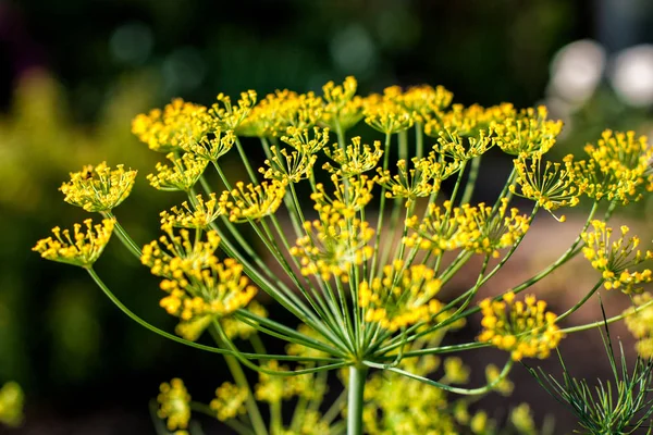 Big yellow dill flower — Stock Photo, Image