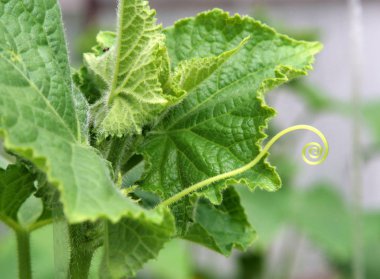 Salatalık yeşil yaprak