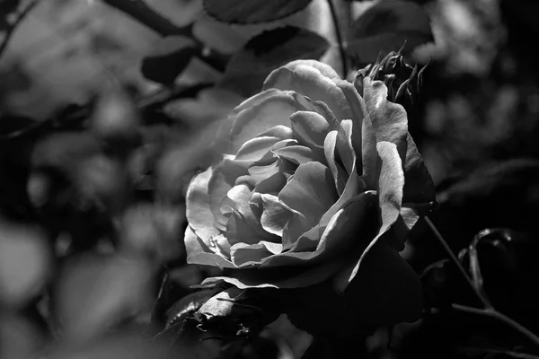 Fleur rose noire et blanche — Photo