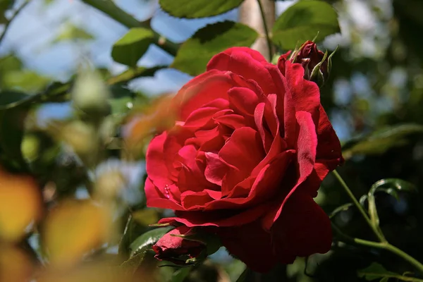 明るい赤いバラの花 — ストック写真