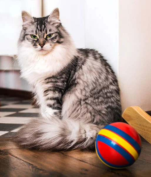 Серый кот сидит рядом с красным шаром — стоковое фото