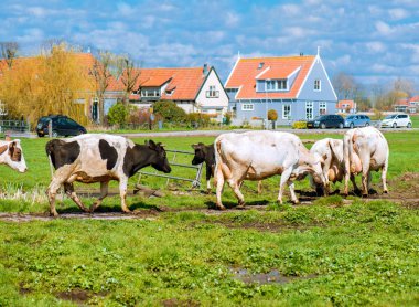 İnekler yakınlarında bir köy 