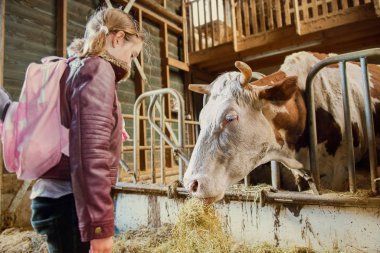 Saman yiyen bir ahırda inek