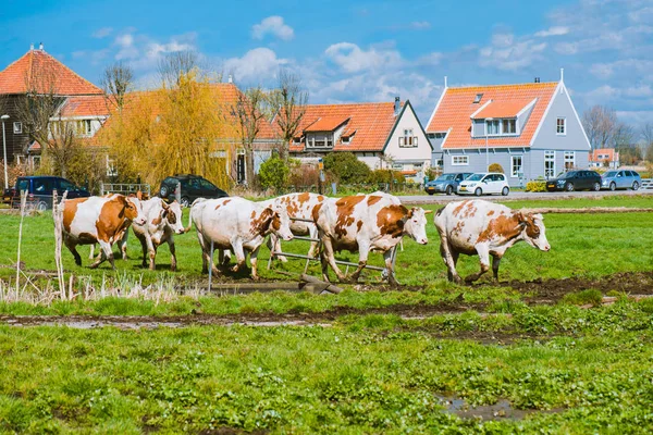 Vacas felizes saltando — Fotografia de Stock