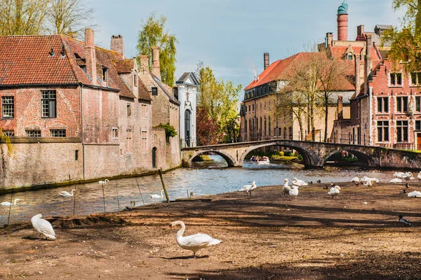 Cisnes em Bruges — Fotografia de Stock