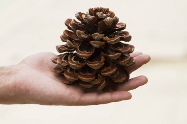 Elinde çam kozalağı