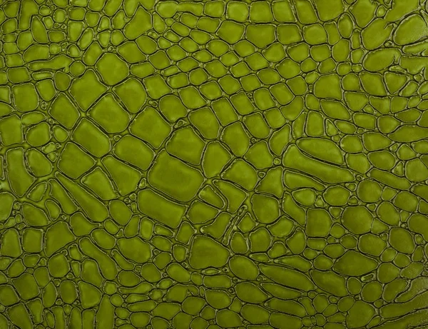 Grüne Krokodilhaut Textur Nahaufnahme; Reptilientextur als Backgr — Stockfoto
